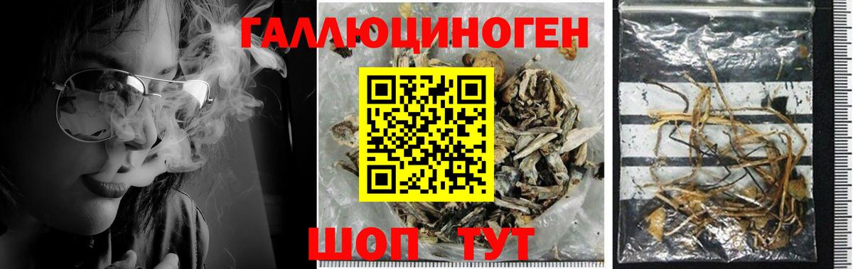 Псилоцибиновые грибы Psilocybe Вязники